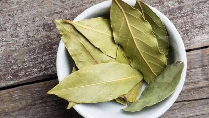 kandungan daun salam