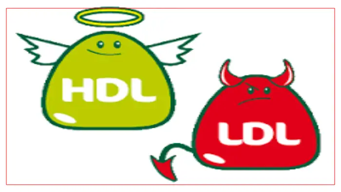 kolesterol ldl dan hdl
