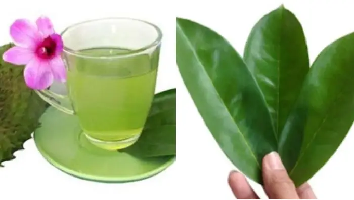 manfaat daun salam dan daun sirsak