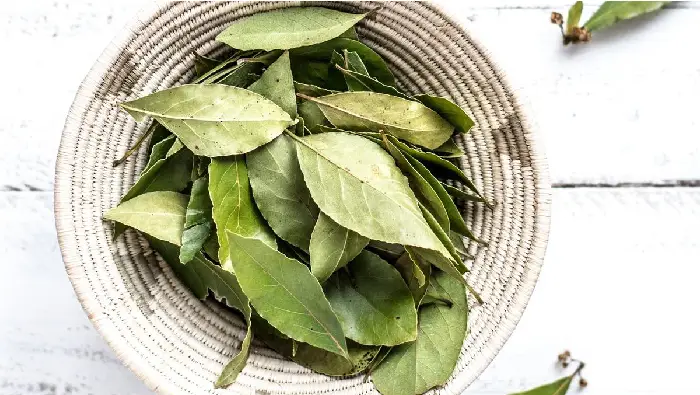manfaat daun salam untuk kesehatan dan cara mengolahnya