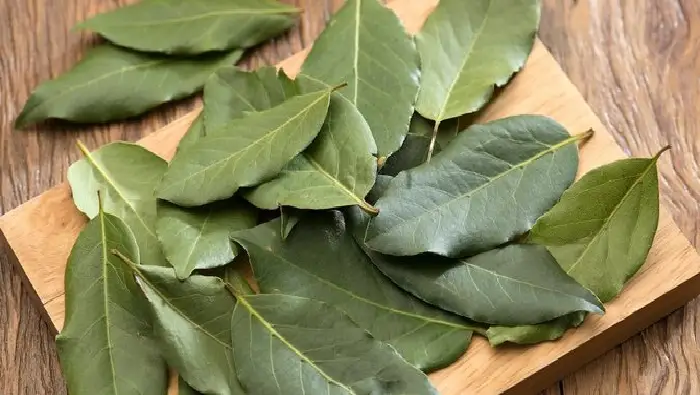 manfaat daun salam untuk menstruasi