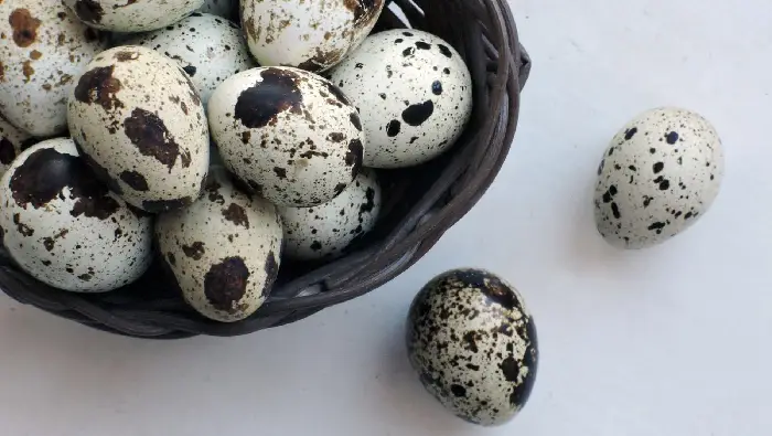 telur puyuh kolesterol
